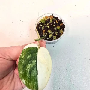 Variegated Scindapsus Pictus 'Jade Satin' Live Plant - Potted Houseplant - Image 2