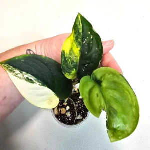 Variegated Scindapsus Pictus 'Jade Satin' Live Plant - Potted Houseplant - Image 2