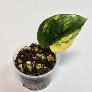 Variegated Scindapsus Pictus 'Jade Satin' Live Plant – Potted Houseplant – Indoor Vining Aroid - Image 2