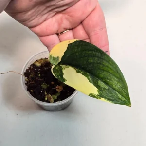 Variegated Scindapsus Pictus 'Jade Satin' Live Plant - Potted Houseplant - Image 2