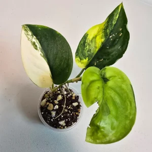 Variegated Scindapsus Pictus 'Jade Satin' Live Plant - Rare Indoor Collector Aroid - Image 2