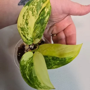 Variegated Scindapsus Pictus Jade Satin Live Plant - Rare Houseplant - Image 2