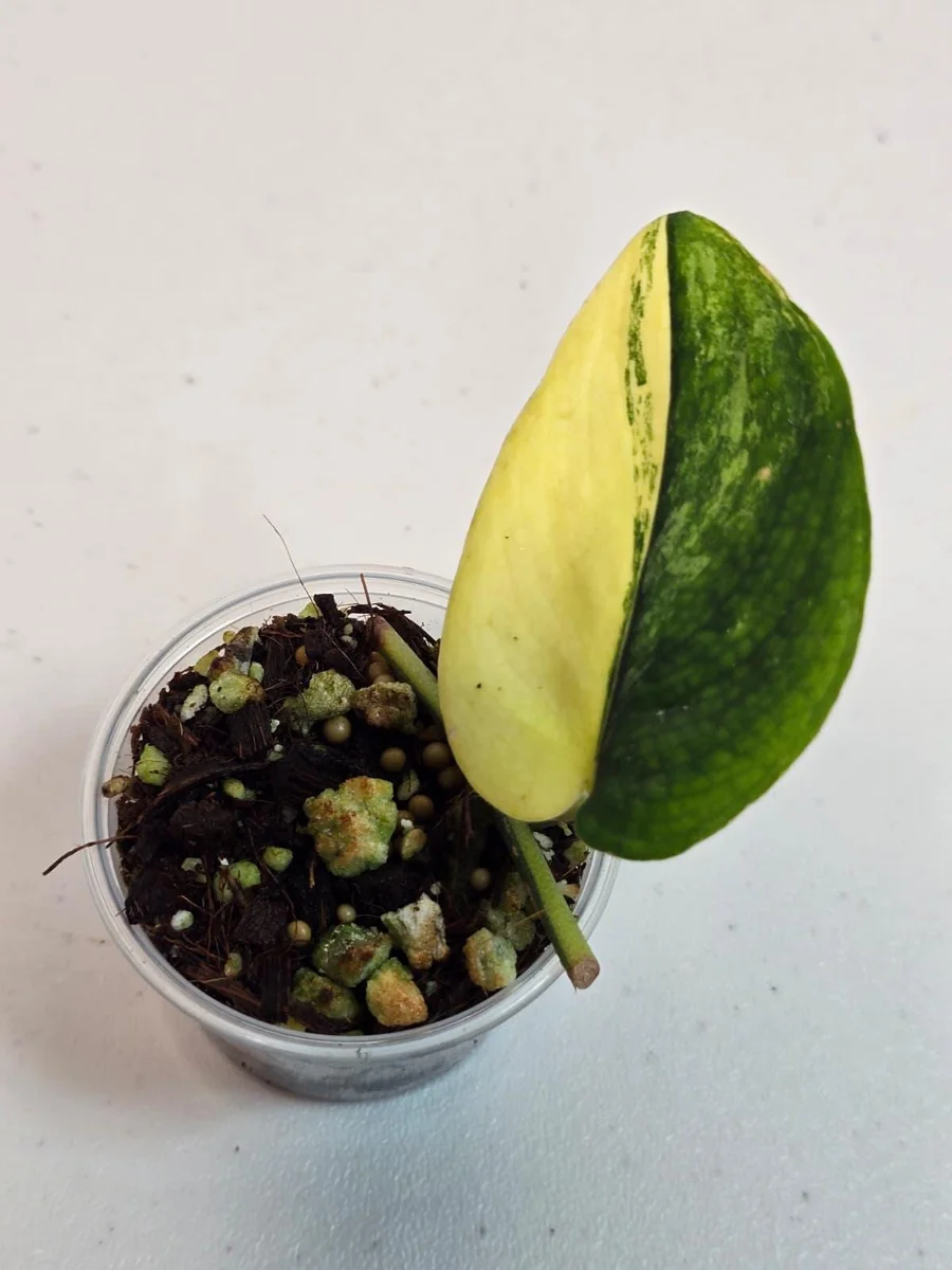 Variegated Scindapsus Pictus Jade Satin Live Plant - Collector's Aroid - Image 2