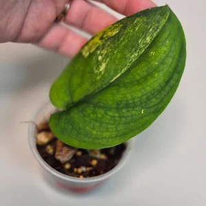 Variegated Scindapsus Pictus 'Jade Satin' Live Plant - Potted Houseplant - Image 2