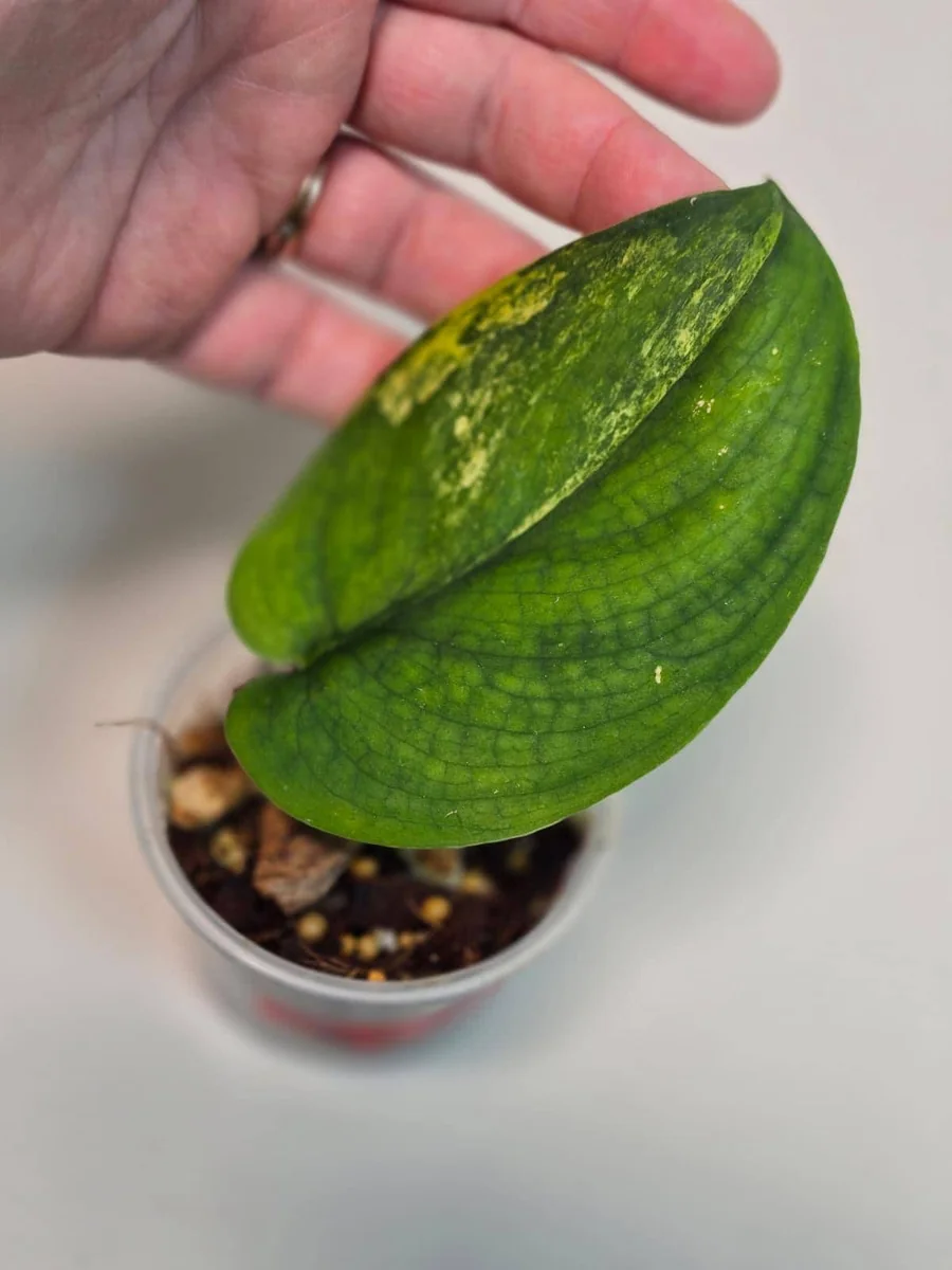 Variegated Scindapsus Pictus 'Jade Satin' Live Plant - Potted Houseplant - Image 2