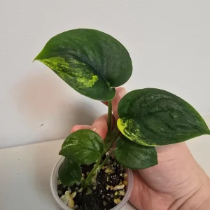 Variegated Scindapsus Pictus 'Jade Satin' Live Plant - Potted Indoor Houseplant - Image 2