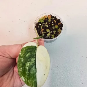 Variegated Scindapsus Pictus 'Jade Satin' Live Plant – Potted Houseplant – Collector Scindapsus - Image 2