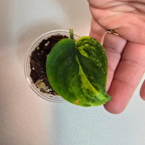 Variegated Scindapsus Pictus 'Jade Satin' Live Plant – Rare Collector Houseplant - Image 2