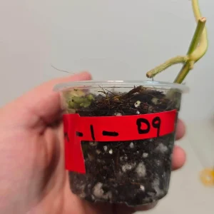 Variegated Scindapsus Pictus 'Jade Satin' Live Plant - Potted Houseplant - Image 3