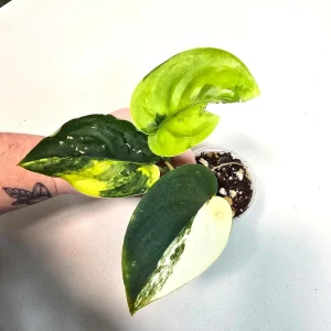 Variegated Scindapsus Pictus 'Jade Satin' Live Plant - Potted Houseplant - Image 3