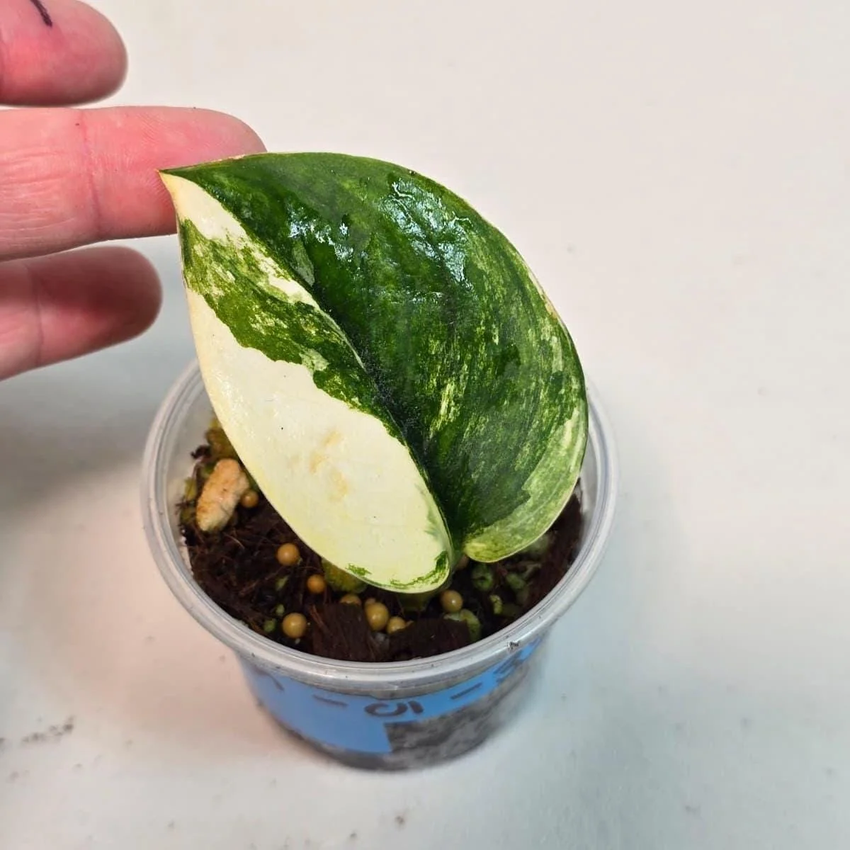 Variegated Scindapsus Pictus 'Jade Satin' Live Plant - Potted Houseplant - Image 3