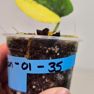 Variegated Scindapsus Pictus Jade Satin Live Plant - Collector's Aroid - Image 3