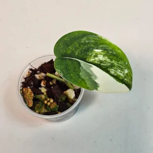 Variegated Scindapsus Pictus Jade Satin Live Plant - Rare Collector Houseplant - Image 3