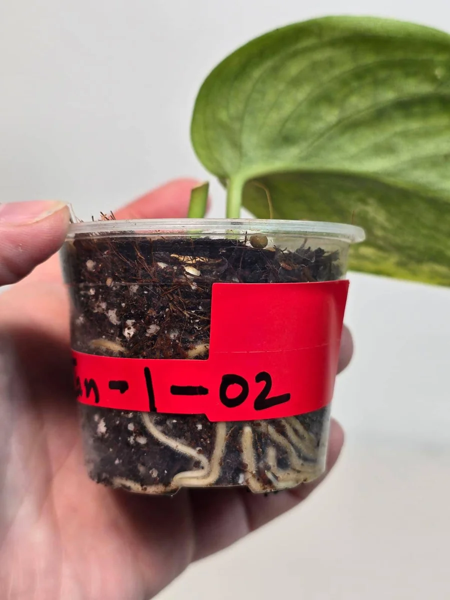 Variegated Scindapsus Pictus 'Jade Satin' Live Plant - Potted Houseplant - Image 3