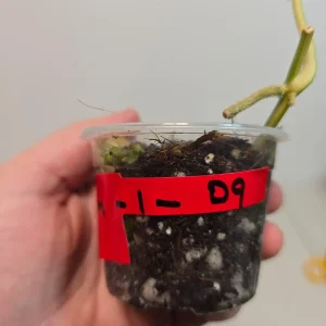 Variegated Scindapsus Pictus 'Jade Satin' Live Plant – Potted Houseplant – Collector Scindapsus - Image 3