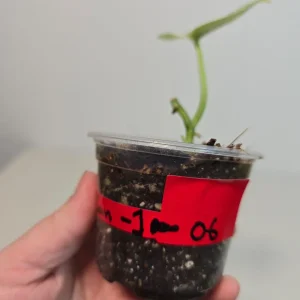 Variegated Scindapsus Pictus 'Jade Satin' Live Plant – Potted Houseplant - Image 3