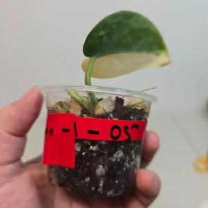 Variegated Scindapsus Pictus 'Jade Satin' Live Plant - Potted Houseplant - Image 3