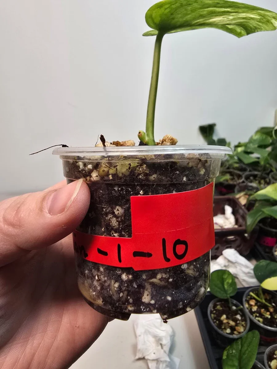 Variegated Scindapsus Pictus 'Jade Satin' Live Plant – Potted Houseplant - Image 3