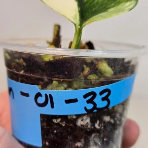 Variegated Scindapsus Pictus 'Jade Satin' Live Plant - Potted Houseplant - Image 3