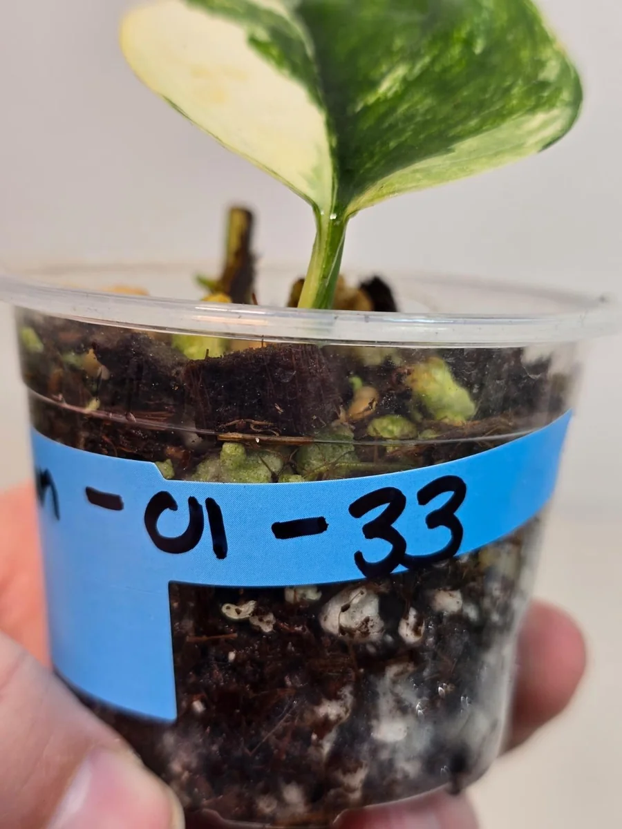 Variegated Scindapsus Pictus 'Jade Satin' Live Plant - Potted Houseplant - Image 3