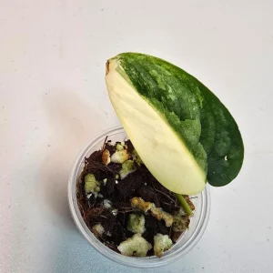 Variegated Scindapsus Pictus 'Jade Satin' Live Plant – Potted Houseplant – Indoor Vining Aroid - Image 1