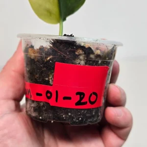 Variegated Scindapsus Pictus 'Jade Satin' Live Plant - Potted Houseplant - Image 4