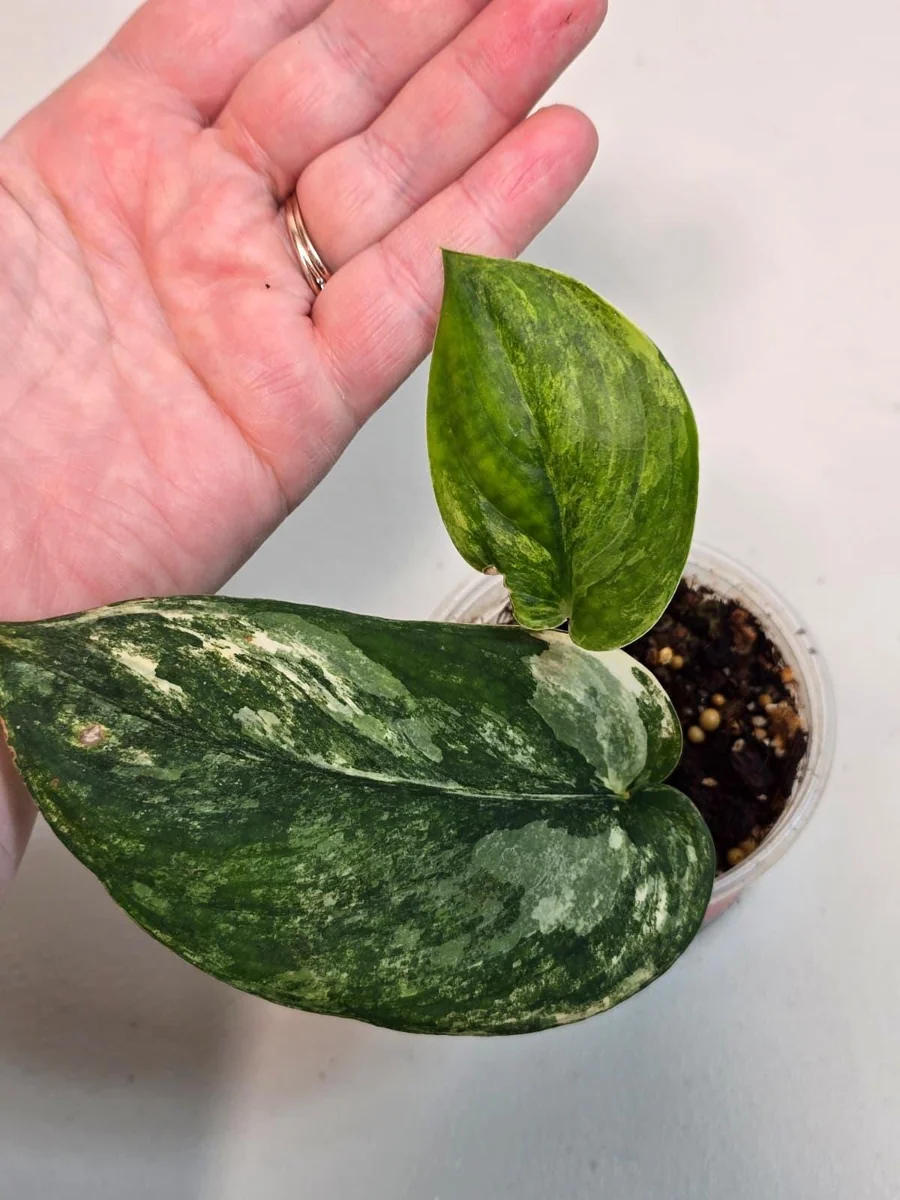 Variegated Scindapsus Pictus 'Jade Satin' Live Plant - Potted Houseplant - Image 4