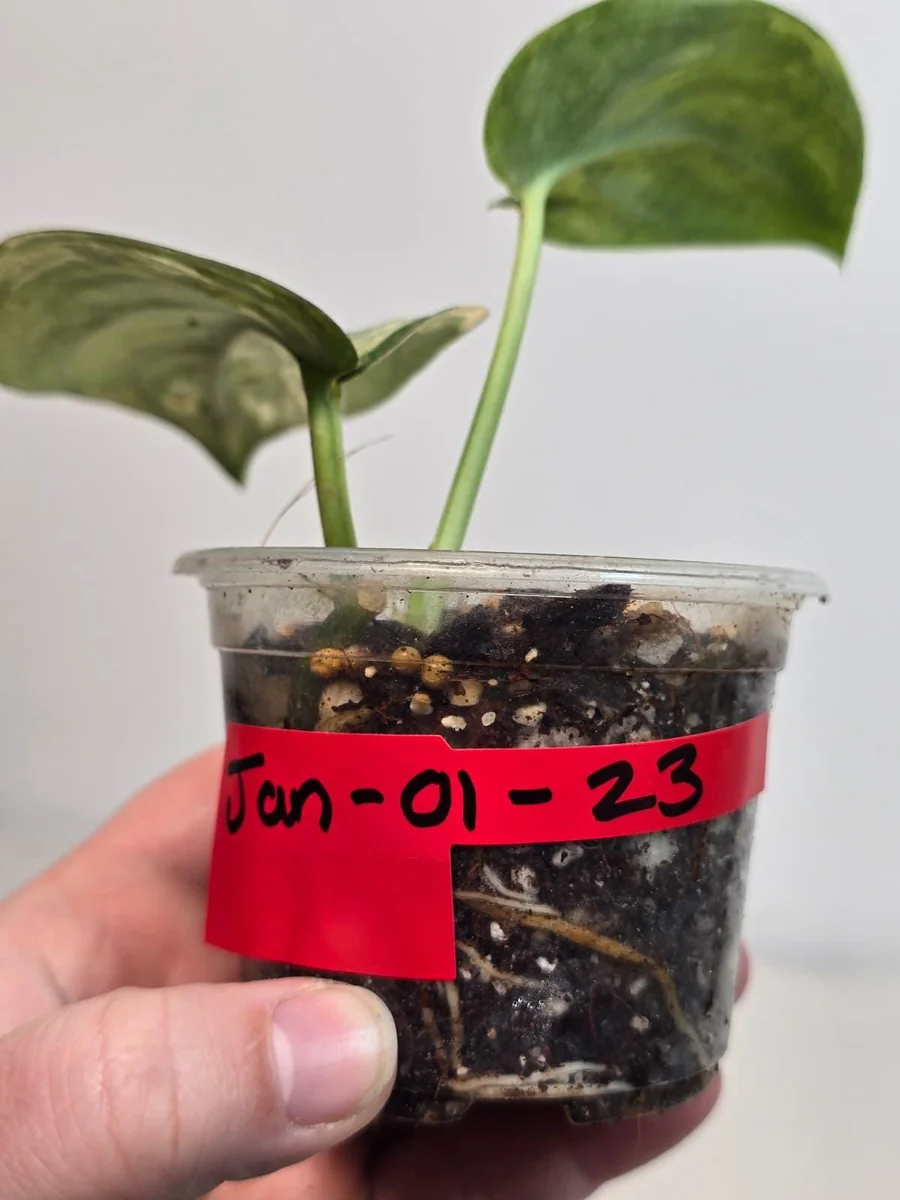 Variegated Scindapsus Pictus 'Jade Satin' Live Plant - Potted Houseplant - Image 4