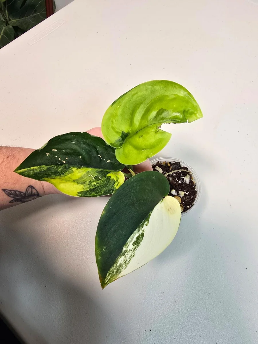 Variegated Scindapsus Pictus 'Jade Satin' Live Plant - Rare Indoor Collector Aroid - Image 4