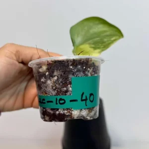 Variegated Scindapsus Pictus Jade Satin Live Plant - Rare Indoor Collector Aroid - Image 4