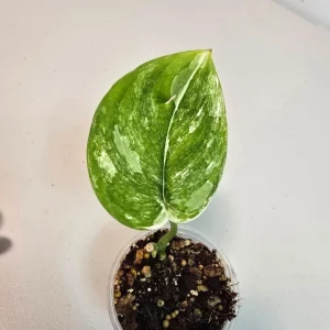 Variegated Scindapsus Pictus 'Jade Satin' Live Plant - Potted Houseplant - Image 1