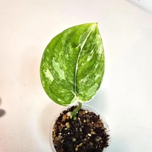 Variegated Scindapsus Pictus 'Jade Satin' Live Plant – Potted Houseplant - Image 1