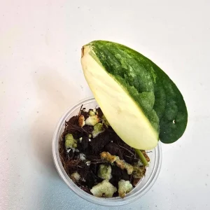 Variegated Scindapsus Pictus 'Jade Satin' Live Plant - Potted Houseplant - Image 1