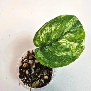 Variegated Scindapsus Pictus 'Jade Satin' Live Plant – Potted Houseplant - Image 1