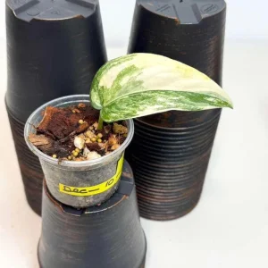 Variegated Scindapsus Pictus Jade Satin - Live Potted Houseplant - Indoor Vining Plant - Image 3