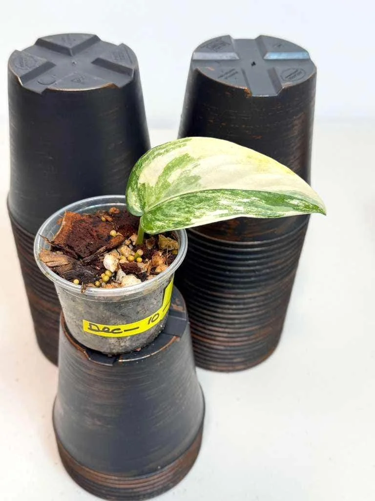 Variegated Scindapsus Pictus Jade Satin - Live Potted Houseplant - Indoor Vining Plant - Image 3