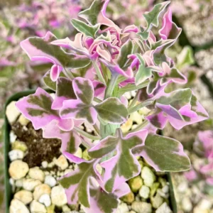 Variegated Senecio Articulatus Live Plant - Succulent in 4 inch Pot - Image 4