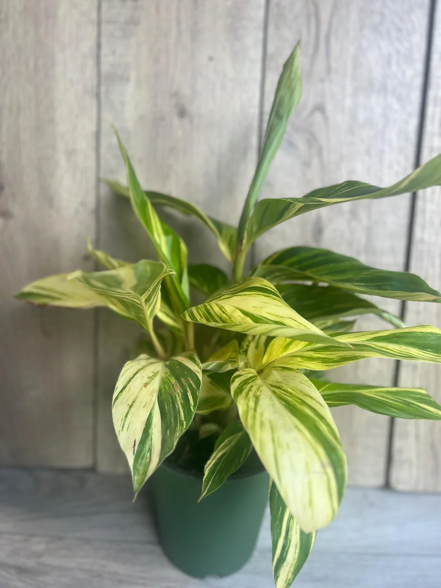 Variegated Shell Ginger Live Plant - Alpinia Zerumbet 'Variegata' - 6 inch Pot - Image 2
