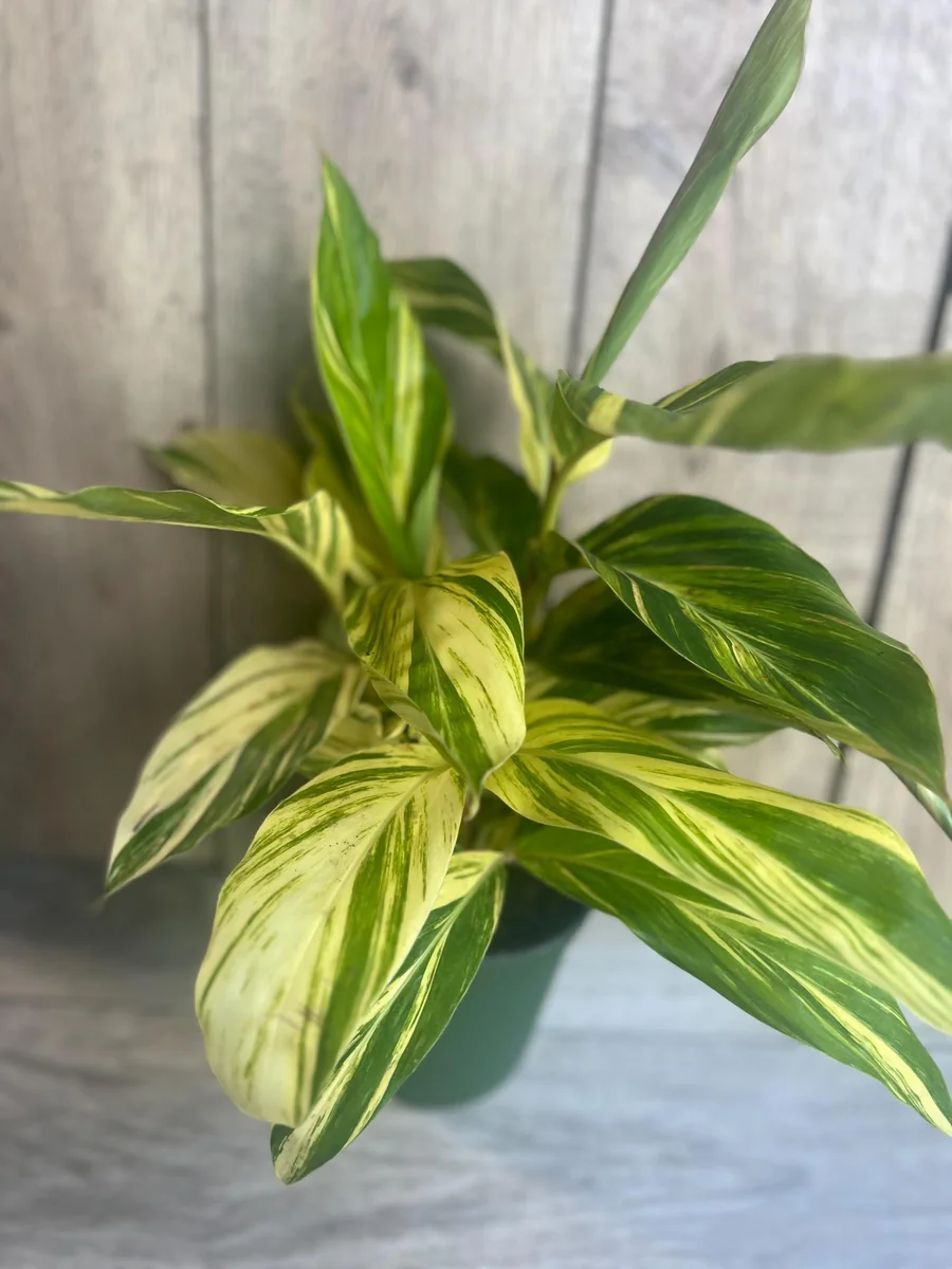 Variegated Shell Ginger Live Plant - Alpinia Zerumbet 'Variegata' - 6 inch Pot - Image 3