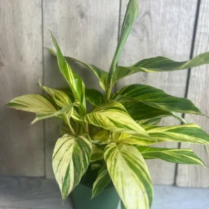 Variegated Shell Ginger Live Plant - Alpinia Zerumbet 'Variegata' - 6 inch Pot - Image 4