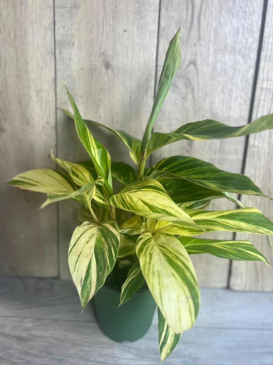 Variegated Shell Ginger Live Plant - Alpinia Zerumbet 'Variegata' - 6 inch Pot - Image 4