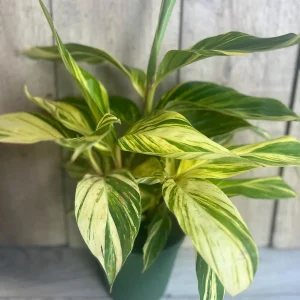 Variegated Shell Ginger Live Plant - Alpinia Zerumbet 'Variegata' - 6 inch Pot - Image 5