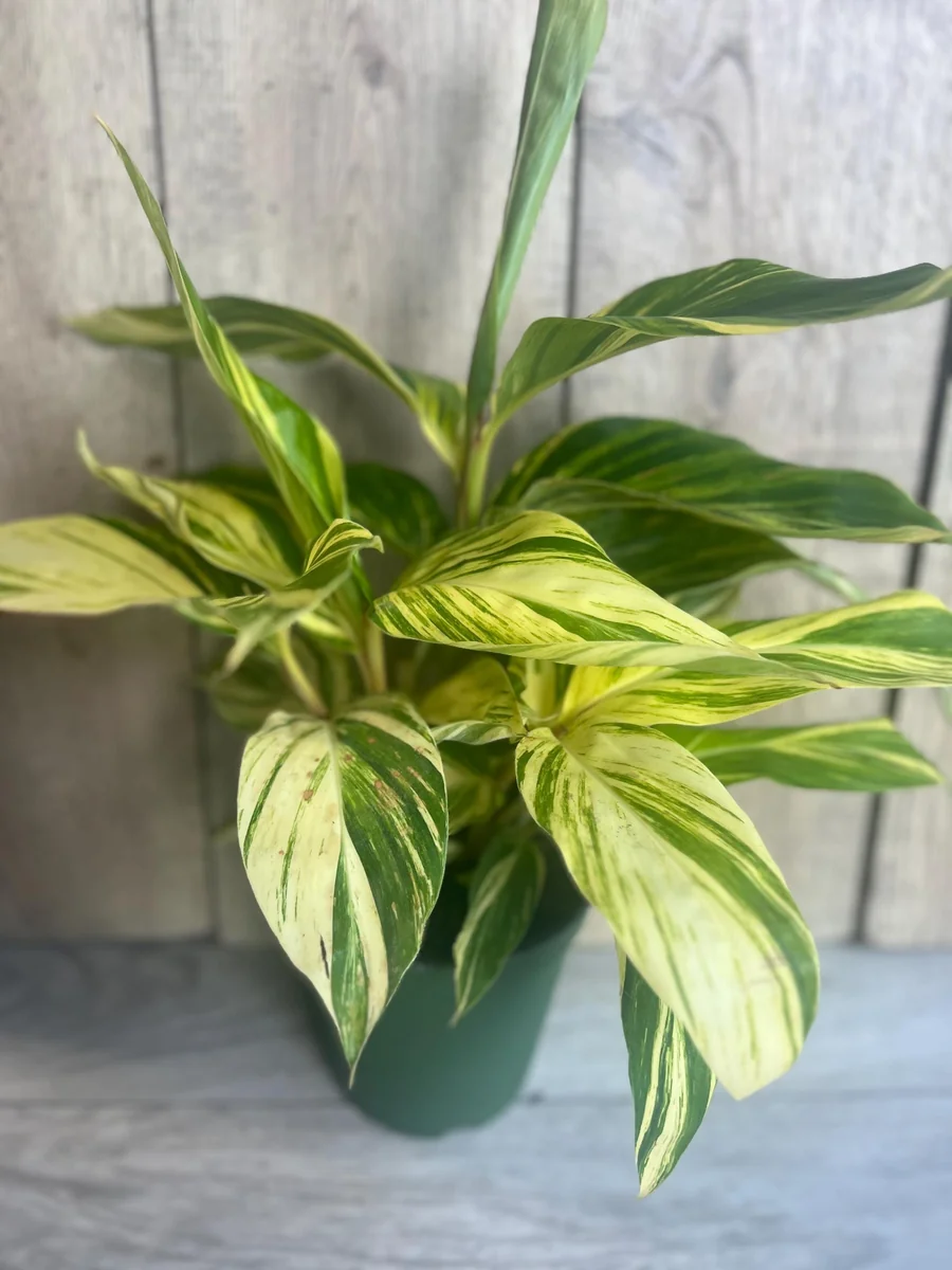 Variegated Shell Ginger Live Plant - Alpinia Zerumbet 'Variegata' - 6 inch Pot - Image 5