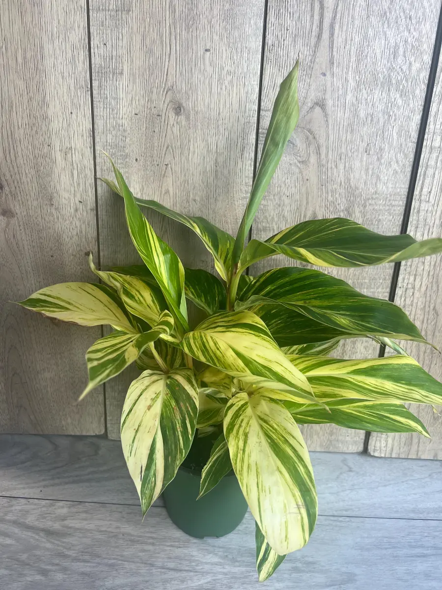 Variegated Shell Ginger Live Plant - Alpinia Zerumbet 'Variegata' - 6 inch Pot - Image 6