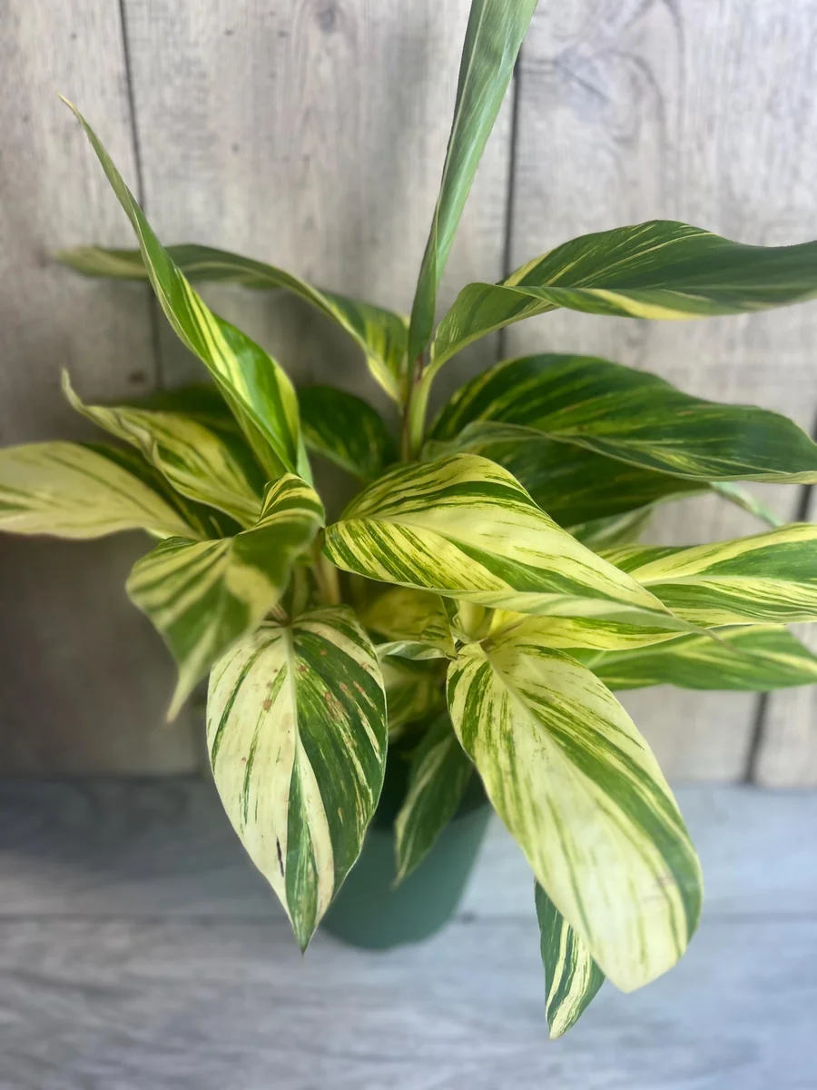 Variegated Shell Ginger Live Plant - Alpinia Zerumbet 'Variegata' - 6 inch Pot - Image 1