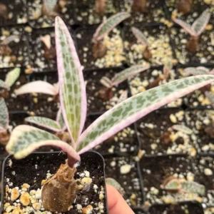 Variegated Silver Squill Ledebouria Socialis Live Plant - 2 inch Pot Indoor - Image 2