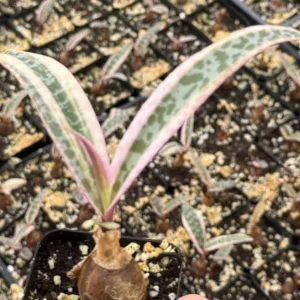 Variegated Silver Squill Ledebouria Socialis Live Plant - 2 inch Pot Indoor - Image 3