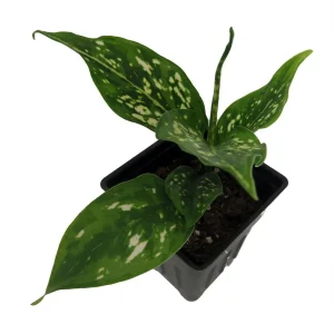 Variegated Snowflake Chinese Evergreen Plant - Aglaonema - Live Houseplant - Low Light - 2.5 inch Pot - Image 2