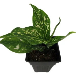 Variegated Snowflake Chinese Evergreen Plant - Aglaonema - Live Houseplant - Low Light - 2.5 inch Pot - Image 3