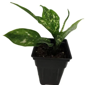 Variegated Snowflake Chinese Evergreen Plant - Aglaonema - Live Houseplant - Low Light - 2.5 inch Pot - Image 4